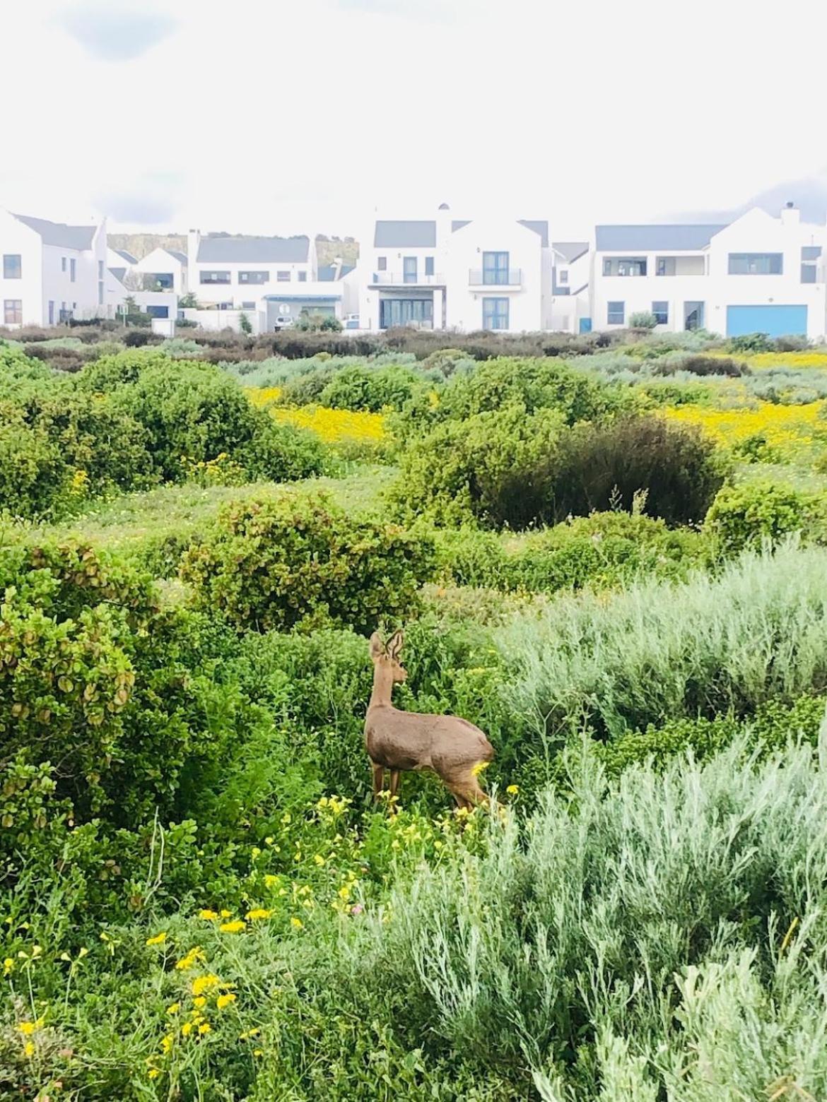 Clam Lagoon Langebaan Exteriér fotografie